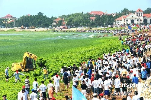 青岛近海海域出现大量绿藻