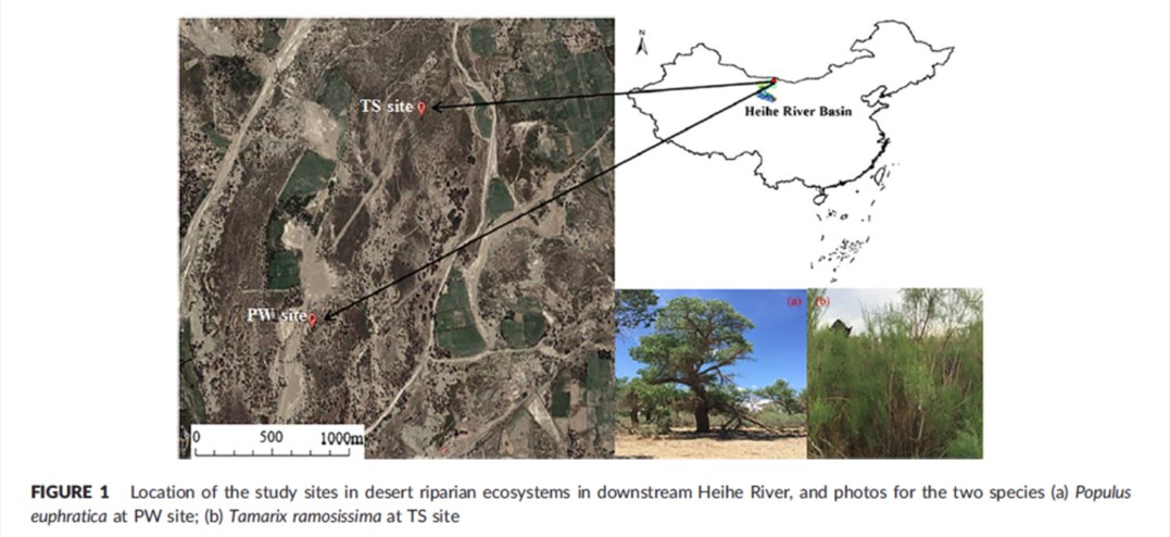 西北极干旱地区两种荒漠岸栖物种对地下水深度波动的响应